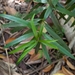 Großblättrige Steineibe (Podocarpus macrophyllus): Herkunft und Verwendung — foto 1