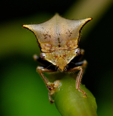 Stictocephala diceros