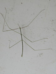 Maransis
