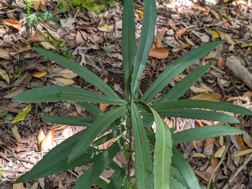 Brexia madagascariensis observed 2026-02-03