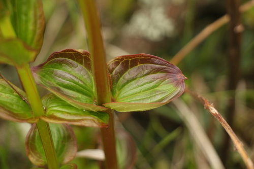 Coriaria terminalis, photograph 1