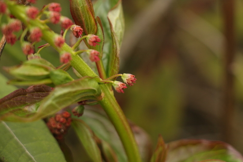 Coriaria terminalis, photograph 2