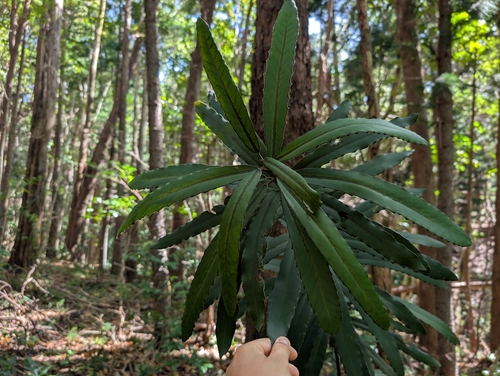 Brexia madagascariensis (Brexia madagascariensis)