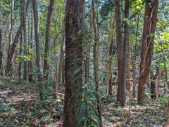 Brexia madagascariensis, photograph author not stated, no rights reserved