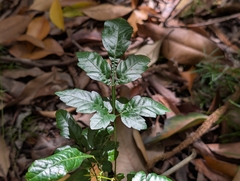 Paullinia fuscescens, photograph author not stated, no rights reserved