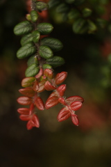Vaccinium nummularia