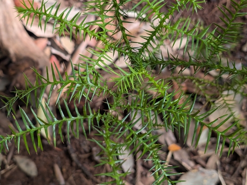 Araucaria cunninghamii observed 2026-02-03