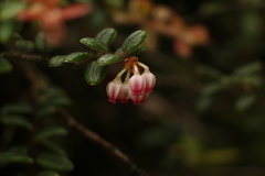 Vaccinium nummularia