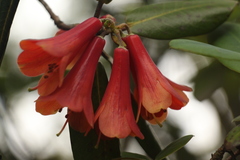 Rhododendron cinnabarinum