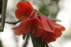 Rhododendron cinnabarinum