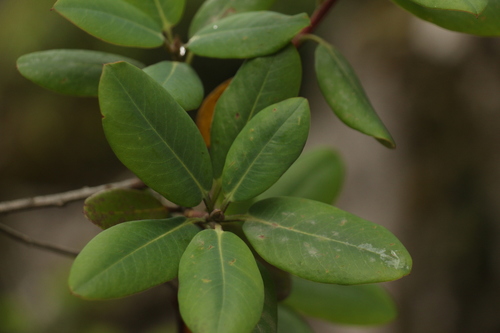 Image of Rhododendron cinnabarinum by (c) Siddarth Machado, some rights reserved (CC BY)