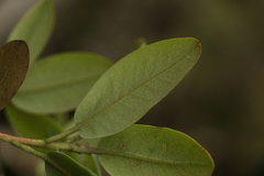 Rhododendron cinnabarinum