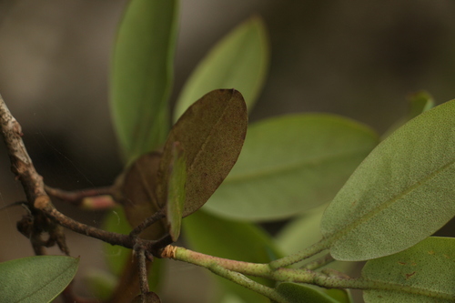 Image of Rhododendron cinnabarinum by (c) Siddarth Machado, some rights reserved (CC BY)
