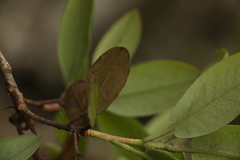Rhododendron cinnabarinum