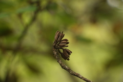 Rhododendron cinnabarinum