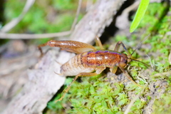 Pristoceuthophilus pacificus