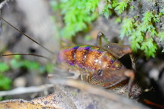 Pristoceuthophilus pacificus