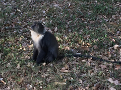 Cercopithecus mitis kolbi