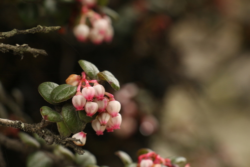 Vaccinium nummularia, photograph 6