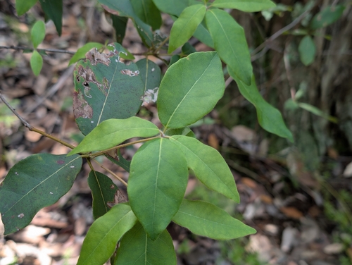 Syncarpia glomulifera observed 2026-02-03