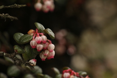 Vaccinium nummularia