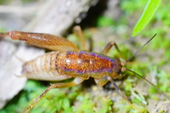 Pristoceuthophilus pacificus