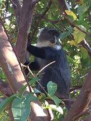 Cercopithecus mitis kolbi