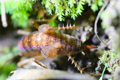 Pristoceuthophilus pacificus