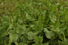 Rumex nepalensis