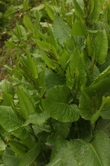 Rumex nepalensis