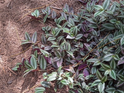 Tradescantia zebrina observed 2026-02-03