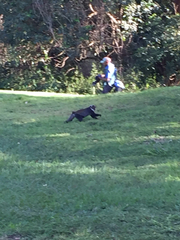 Cercopithecus mitis kolbi