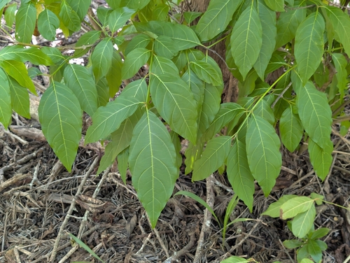 Spiny Fiddlewood (Citharexylum spinosum)