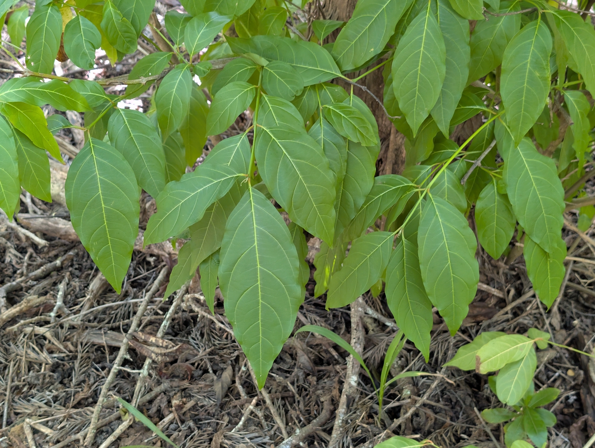 Spiny Fiddlewood (Citharexylum spinosum)