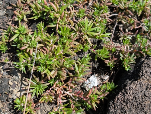 Portulaca pilosa observed 2026-02-03