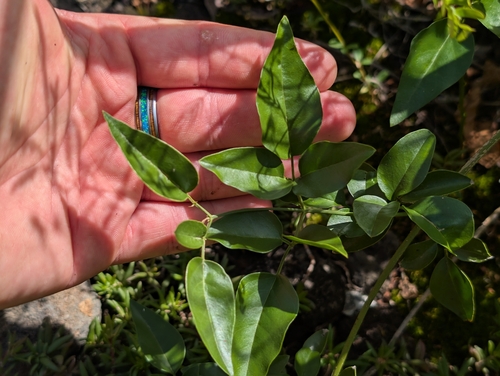 Jasminum fluminense observed 2026-02-03