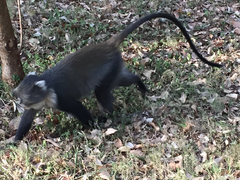 Cercopithecus mitis kolbi