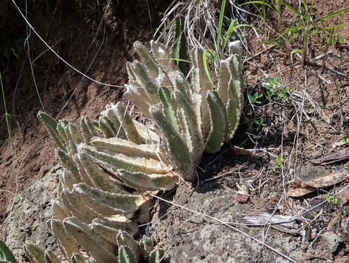 Ceropegia gigantea