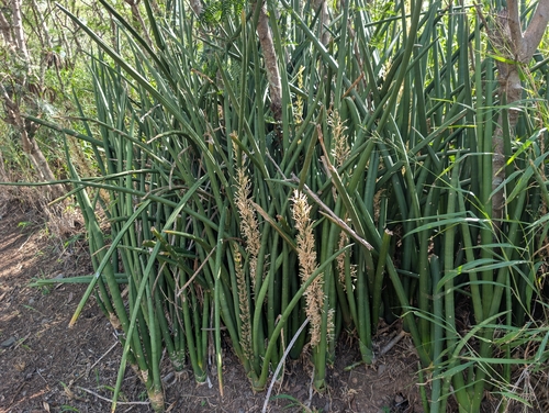 Dracaena angolensis observed 2026-02-03