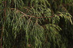 Cupressus torulosa