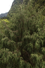 Cupressus torulosa