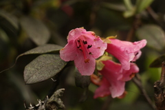 Rhododendron glaucophyllum