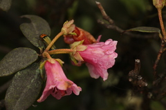 Rhododendron glaucophyllum