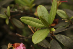 Rhododendron glaucophyllum