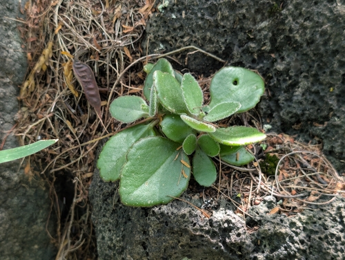 Kalanchoe lateritia observed 2026-02-03