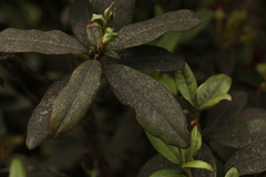 Rhododendron glaucophyllum