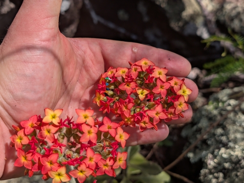 Kalanchoe (Kalanchoe lateritia)
