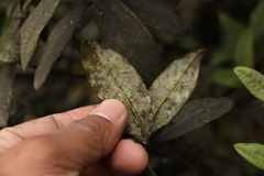 Rhododendron glaucophyllum