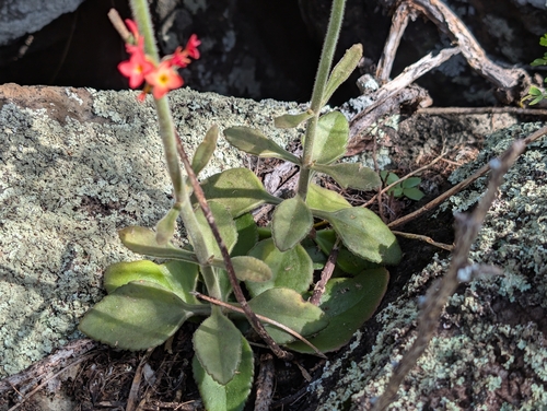 Kalanchoe lateritia, photograph 1