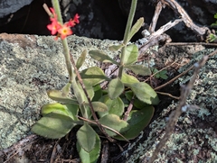 Kalanchoe lateritia, photograph author not stated, no rights reserved